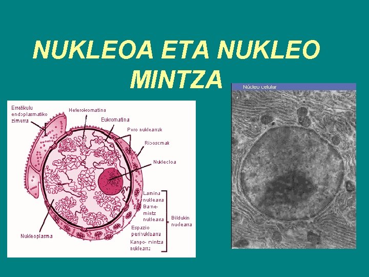 NUKLEOA ETA NUKLEO MINTZA 