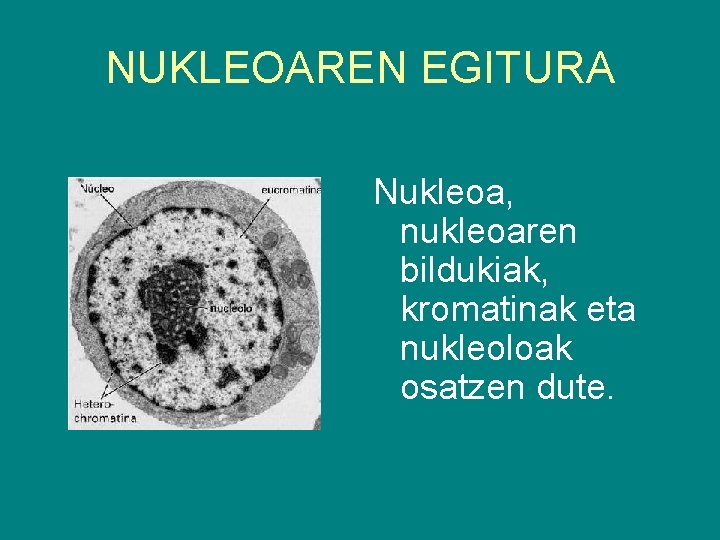 NUKLEOAREN EGITURA Nukleoa, nukleoaren bildukiak, kromatinak eta nukleoloak osatzen dute. 