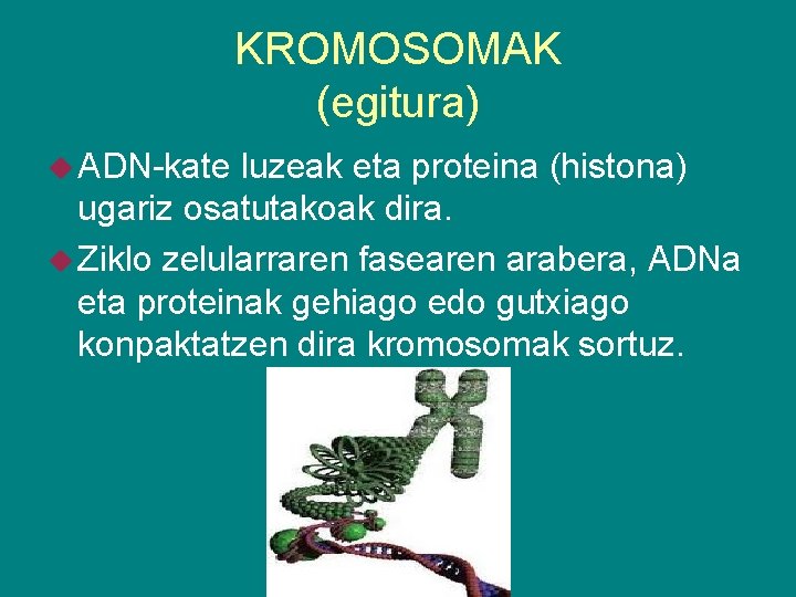 KROMOSOMAK (egitura) ADN-kate luzeak eta proteina (histona) ugariz osatutakoak dira. Ziklo zelularraren fasearen arabera,