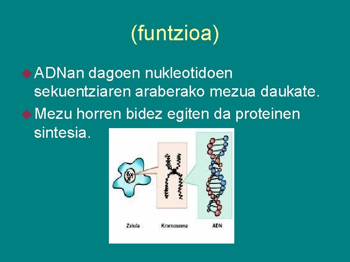 (funtzioa) ADNan dagoen nukleotidoen sekuentziaren araberako mezua daukate. Mezu horren bidez egiten da proteinen