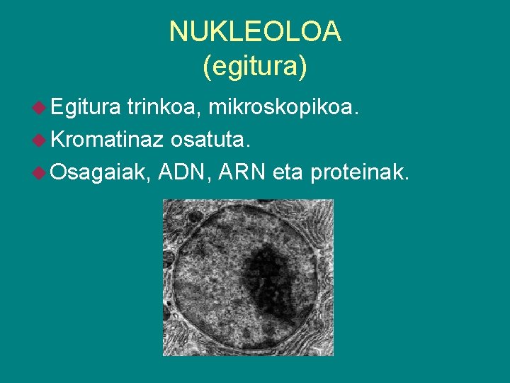 NUKLEOLOA (egitura) Egitura trinkoa, mikroskopikoa. Kromatinaz osatuta. Osagaiak, ADN, ARN eta proteinak. 