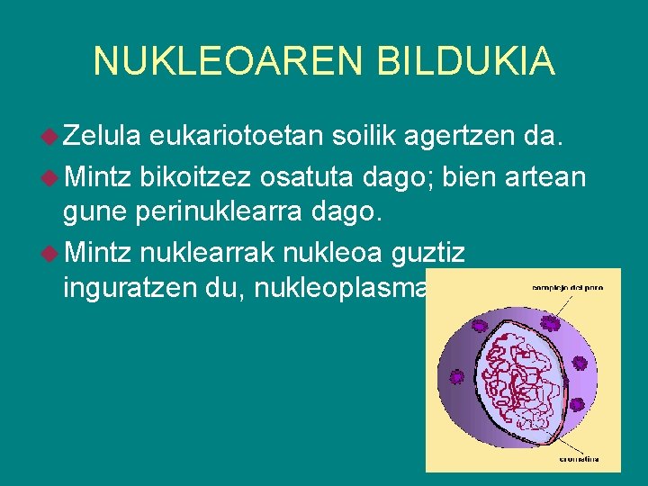 NUKLEOAREN BILDUKIA Zelula eukariotoetan soilik agertzen da. Mintz bikoitzez osatuta dago; bien artean gune