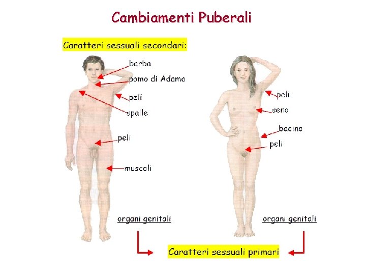 Cambiamenti Puberali 