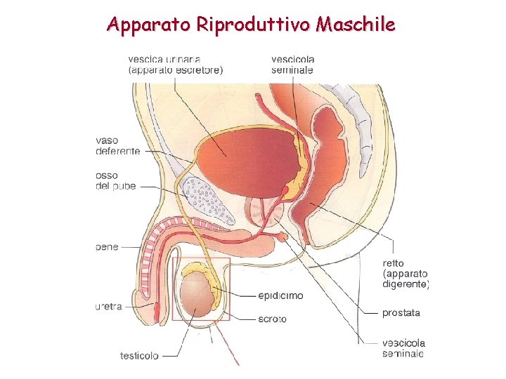 Apparato Riproduttivo Maschile 