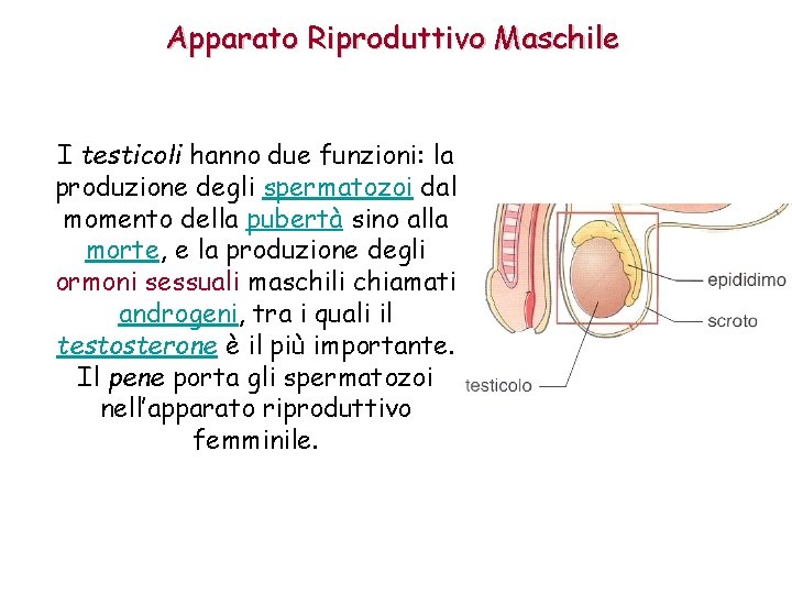 Apparato Riproduttivo Maschile I testicoli hanno due funzioni: la produzione degli spermatozoi dal momento