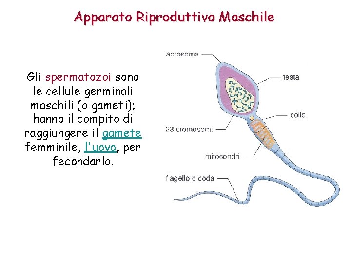 Apparato Riproduttivo Maschile Gli spermatozoi sono le cellule germinali maschili (o gameti); hanno il