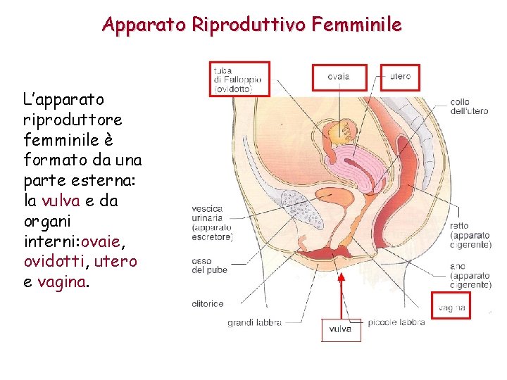 Apparato Riproduttivo Femminile L’apparato riproduttore femminile è formato da una parte esterna: la vulva