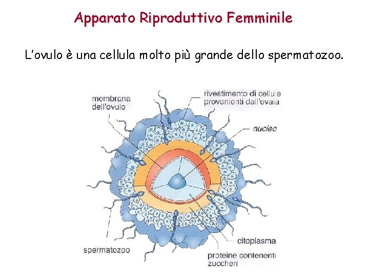 Apparato Riproduttivo Femminile L’ovulo è una cellula molto più grande dello spermatozoo. 