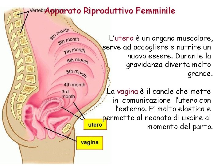 Apparato Riproduttivo Femminile L’utero è un organo muscolare, serve ad accogliere e nutrire un