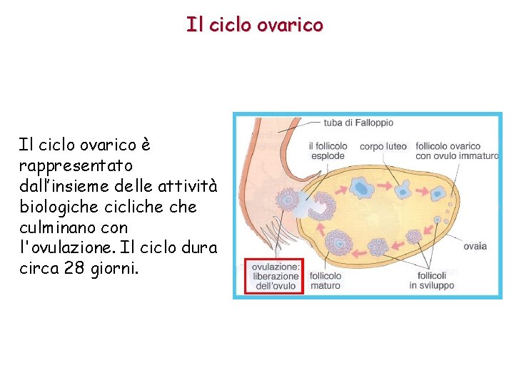 Il ciclo ovarico è rappresentato dall’insieme delle attività biologiche cicliche culminano con l'ovulazione. Il