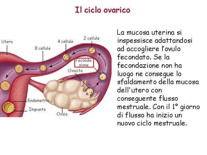Il ciclo ovarico La mucosa uterina si inspessisce adattandosi ad accogliere l’ovulo fecondato. Se