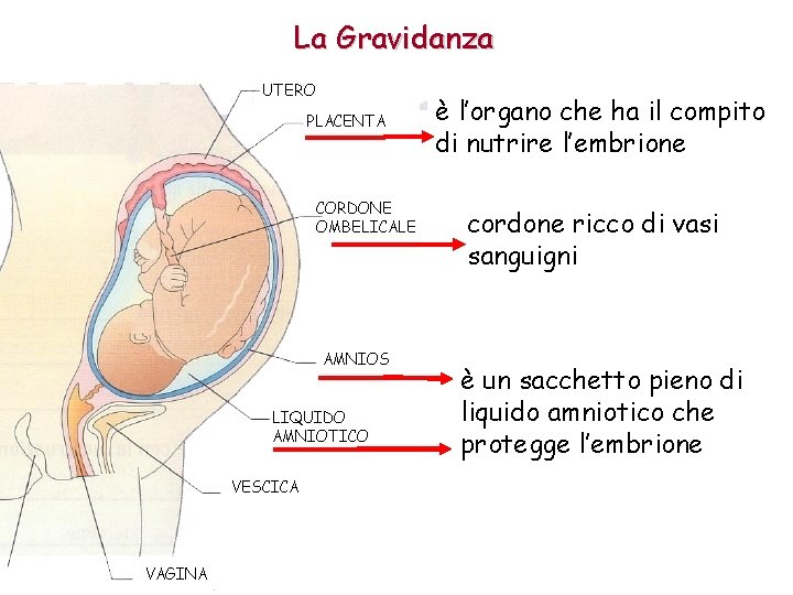 La Gravidanza è l’organo che ha il compito di nutrire l’embrione cordone ricco di