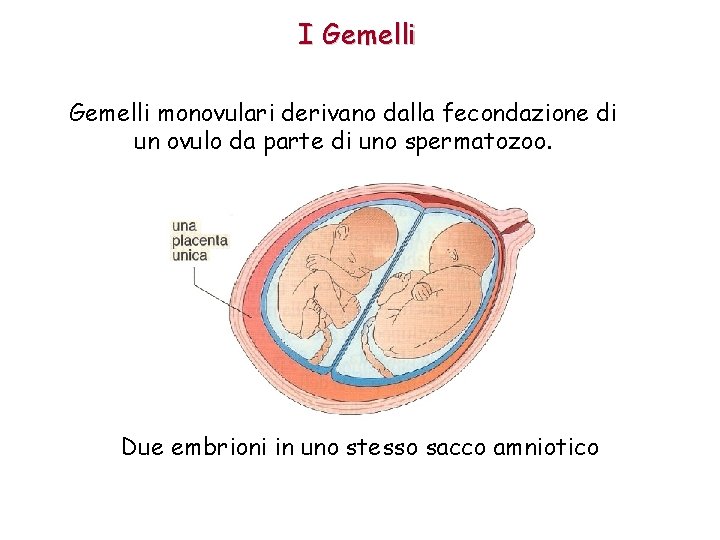 I Gemelli monovulari derivano dalla fecondazione di un ovulo da parte di uno spermatozoo.