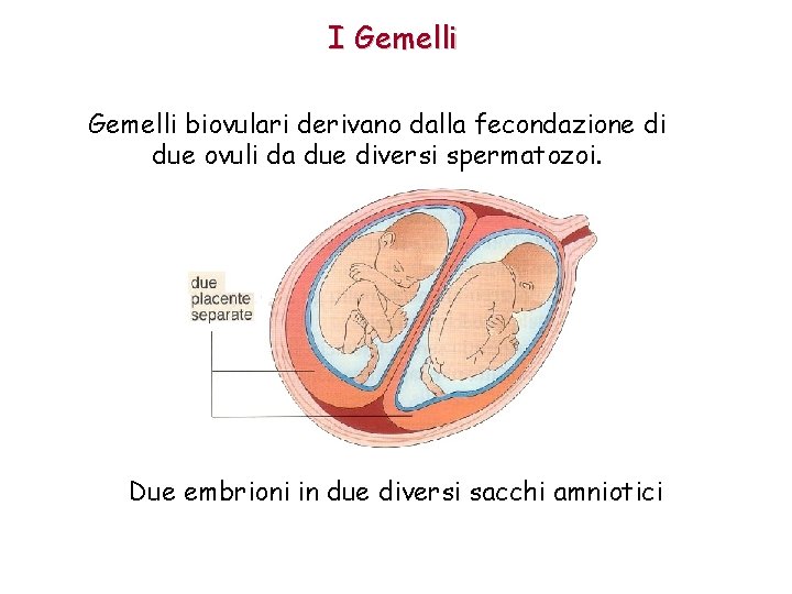 I Gemelli biovulari derivano dalla fecondazione di due ovuli da due diversi spermatozoi. Due