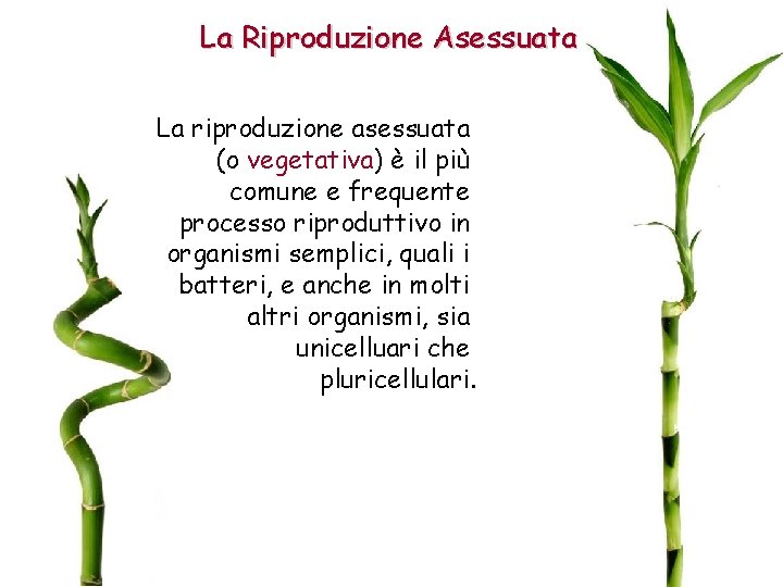 La Riproduzione Asessuata La riproduzione asessuata (o vegetativa) è il più comune e frequente