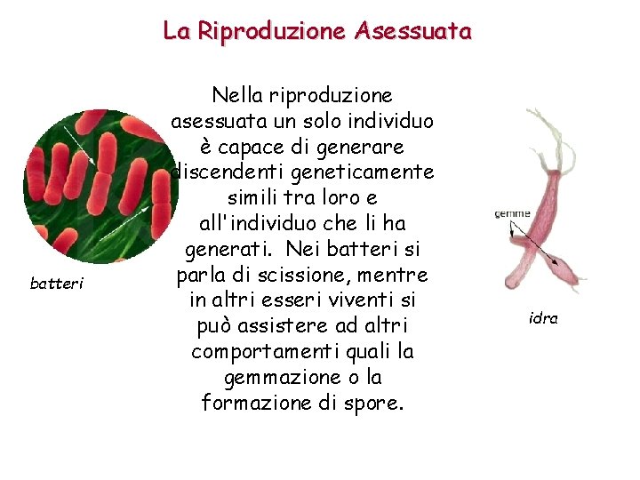 La Riproduzione Asessuata batteri Nella riproduzione asessuata un solo individuo è capace di generare