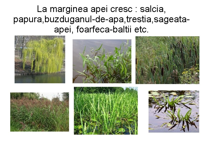 La marginea apei cresc : salcia, papura, buzduganul-de-apa, trestia, sageataapei, foarfeca-baltii etc. 