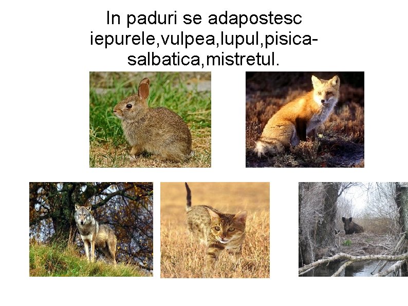 In paduri se adapostesc iepurele, vulpea, lupul, pisicasalbatica, mistretul. 