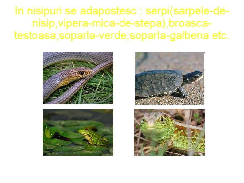 In nisipuri se adapostesc : serpi(sarpele-denisip, vipera-mica-de-stepa), broascatestoasa, soparla-verde, soparla-galbena etc. 