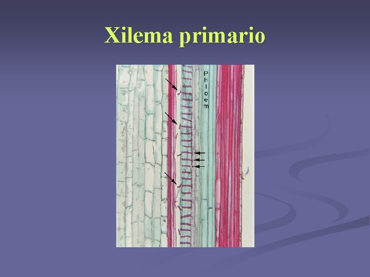 Xilema primario Xilema primario