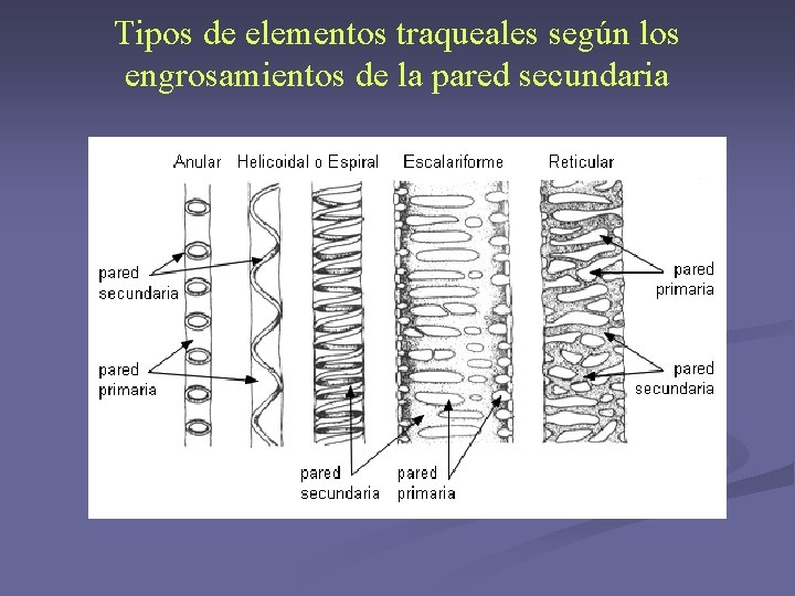 Tipos de elementos traqueales según los engrosamientos de la pared secundaria Tipos de elementos traqueales según los engrosamientos de la pared secundaria