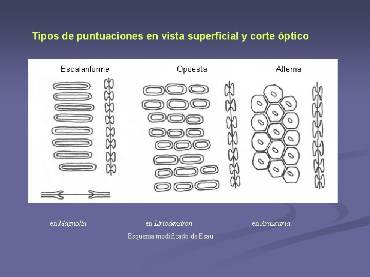 Tipos de puntuaciones en vista superficial y corte óptico en Magnolia en Liriodendron Esquema Tipos de puntuaciones en vista superficial y corte óptico en Magnolia en Liriodendron Esquema