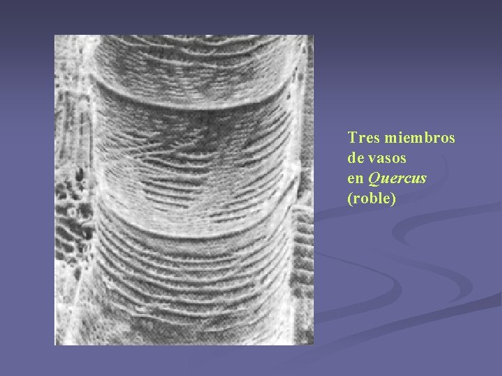 Tres miembros de vasos en Quercus (roble) Tres miembros de vasos en Quercus (roble)
