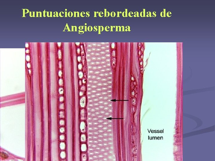 Puntuaciones rebordeadas de Angiosperma Puntuaciones rebordeadas de Angiosperma