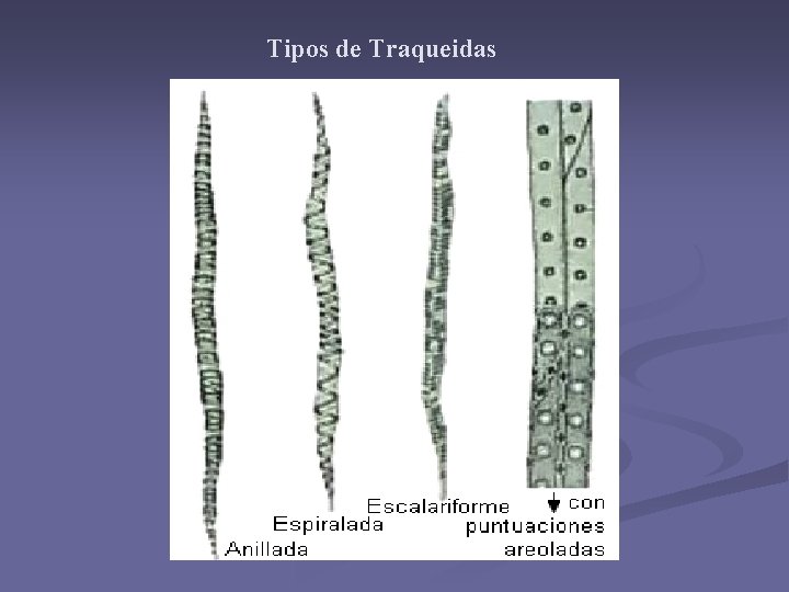 Tipos de Traqueidas Tipos de Traqueidas