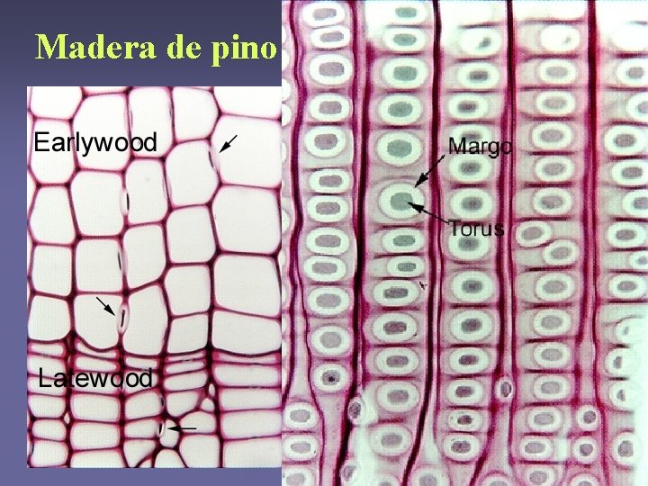 Madera de pino Madera de pino