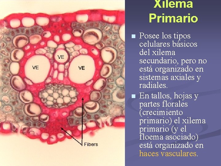 Xilema Primario n n Posee los tipos celulares básicos del xilema secundario, pero no Xilema Primario n n Posee los tipos celulares básicos del xilema secundario, pero no