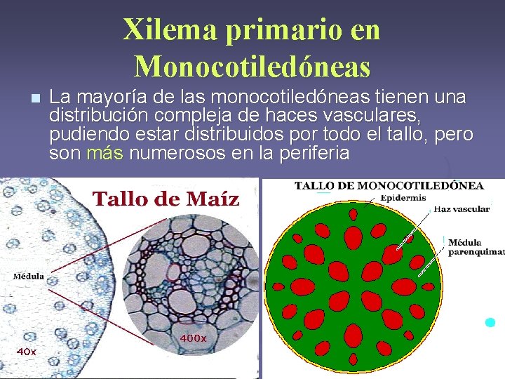 Xilema primario en Monocotiledóneas n La mayoría de las monocotiledóneas tienen una distribución compleja Xilema primario en Monocotiledóneas n La mayoría de las monocotiledóneas tienen una distribución compleja