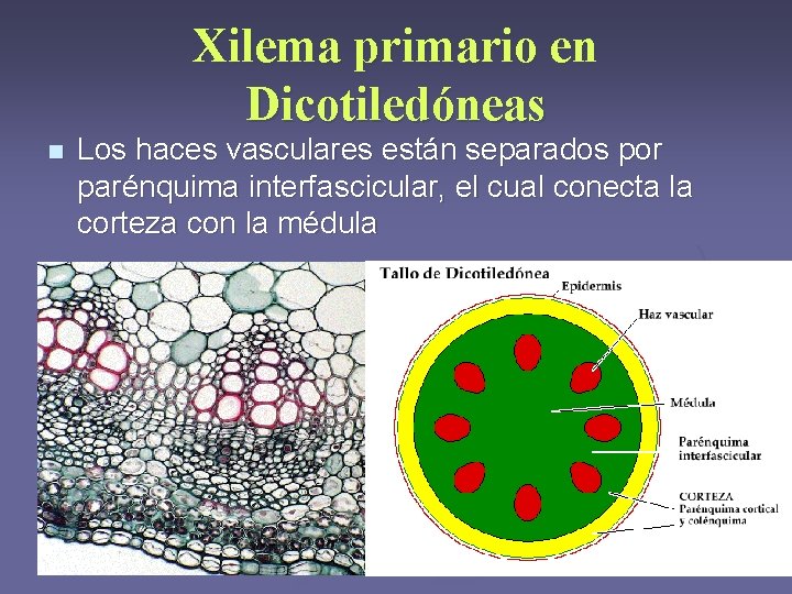 Xilema primario en Dicotiledóneas n Los haces vasculares están separados por parénquima interfascicular, el Xilema primario en Dicotiledóneas n Los haces vasculares están separados por parénquima interfascicular, el