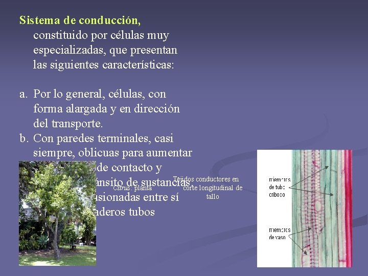 Sistema de conducción, constituido por células muy especializadas, que presentan las siguientes características: a. Sistema de conducción, constituido por células muy especializadas, que presentan las siguientes características: a.