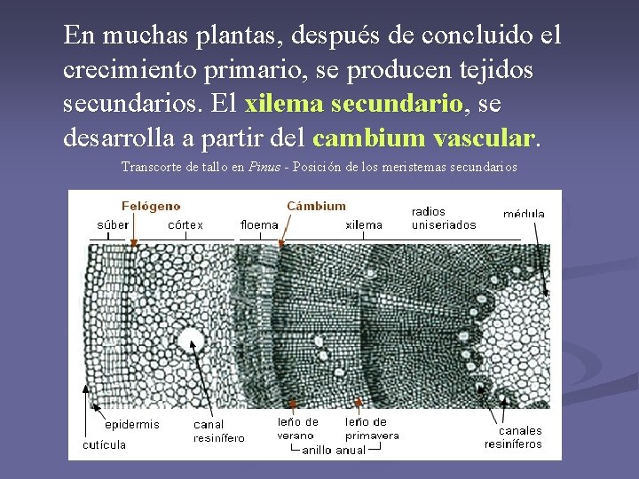 En muchas plantas, después de concluido el crecimiento primario, se producen tejidos secundarios. El En muchas plantas, después de concluido el crecimiento primario, se producen tejidos secundarios. El