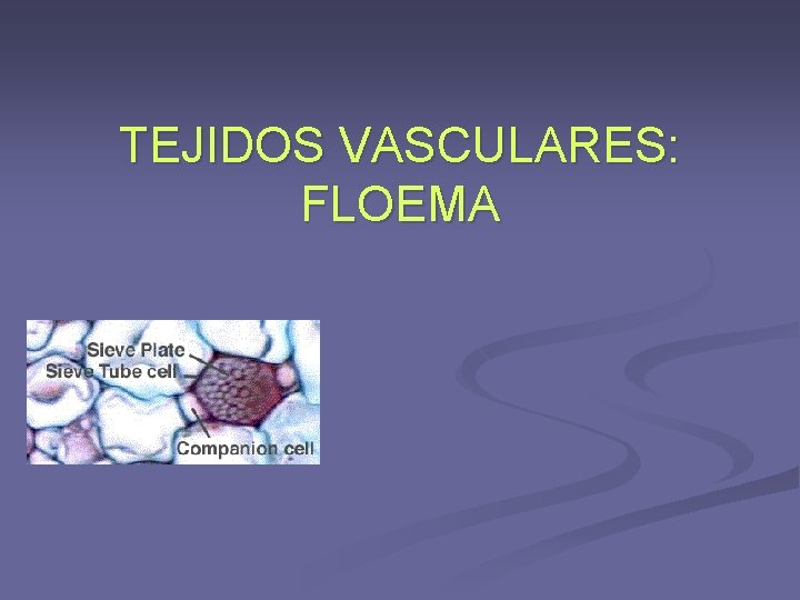 TEJIDOS VASCULARES: FLOEMA TEJIDOS VASCULARES: FLOEMA