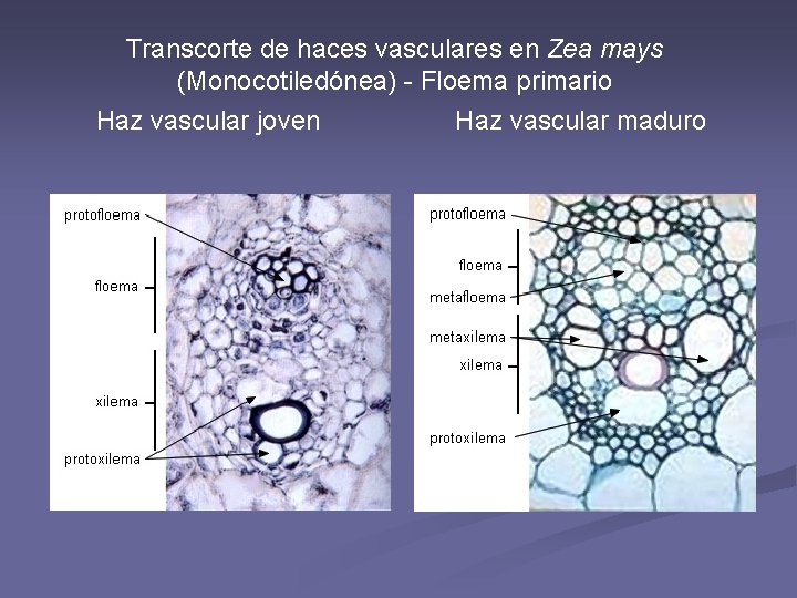 Transcorte de haces vasculares en Zea mays (Monocotiledónea) - Floema primario Haz vascular joven Transcorte de haces vasculares en Zea mays (Monocotiledónea) - Floema primario Haz vascular joven