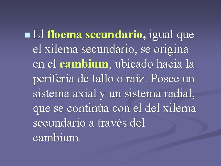 n El floema secundario, igual que el xilema secundario, se origina en el cambium, n El floema secundario, igual que el xilema secundario, se origina en el cambium,