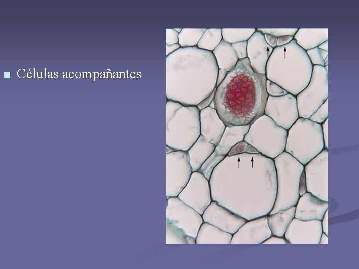 n Células acompañantes n Células acompañantes