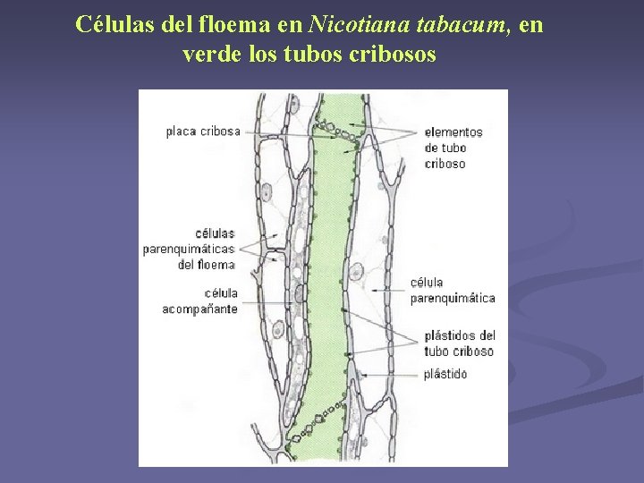 Células del floema en Nicotiana tabacum, en verde los tubos cribosos Células del floema en Nicotiana tabacum, en verde los tubos cribosos