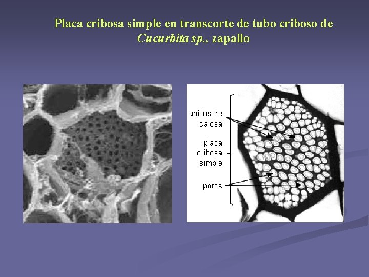 Placa cribosa simple en transcorte de tubo criboso de Cucurbita sp. , zapallo Placa cribosa simple en transcorte de tubo criboso de Cucurbita sp. , zapallo