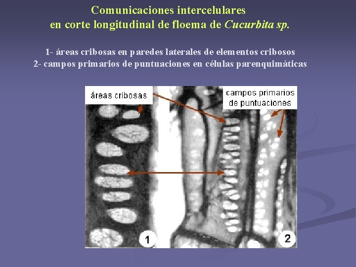 Comunicaciones intercelulares en corte longitudinal de floema de Cucurbita sp. 1 - áreas cribosas Comunicaciones intercelulares en corte longitudinal de floema de Cucurbita sp. 1 - áreas cribosas