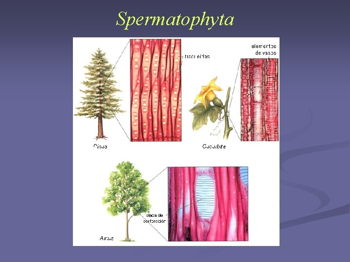 Spermatophyta Spermatophyta