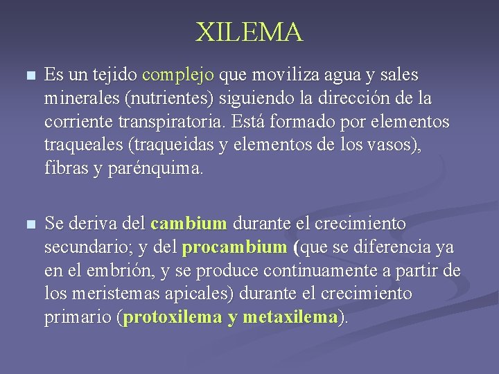 XILEMA n Es un tejido complejo que moviliza agua y sales minerales (nutrientes) siguiendo XILEMA n Es un tejido complejo que moviliza agua y sales minerales (nutrientes) siguiendo