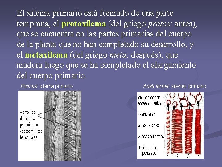 El xilema primario está formado de una parte temprana, el protoxilema (del griego protos: El xilema primario está formado de una parte temprana, el protoxilema (del griego protos: