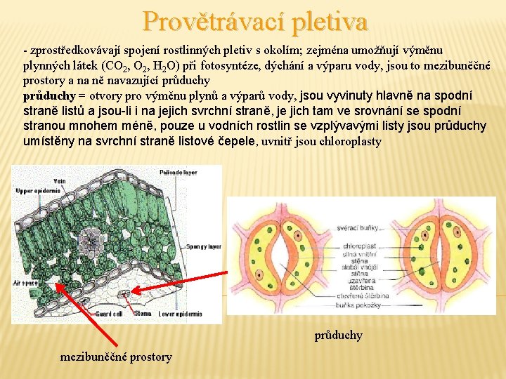 Provětrávací pletiva - zprostředkovávají spojení rostlinných pletiv s okolím; zejména umožňují výměnu plynných látek