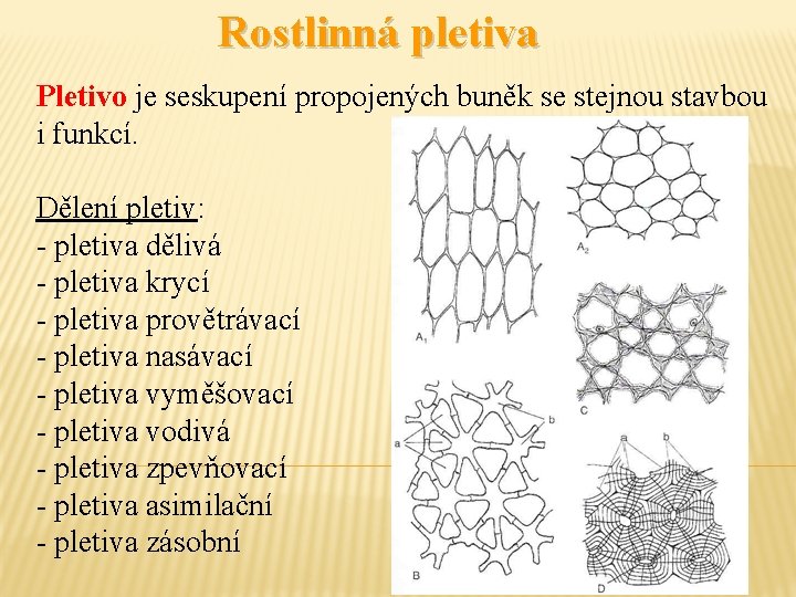 Rostlinná pletiva Pletivo je seskupení propojených buněk se stejnou stavbou i funkcí. Dělení pletiv: