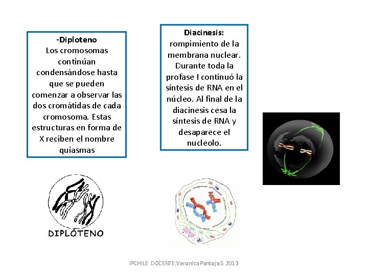 -Diploteno Los cromosomas continúan condensándose hasta que se pueden comenzar a observar las dos