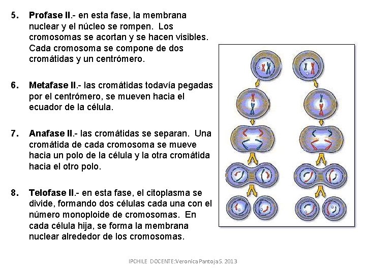 5. Profase II. - en esta fase, la membrana nuclear y el núcleo se