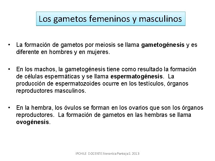 Los gametos femeninos y masculinos • La formación de gametos por meiosis se llama